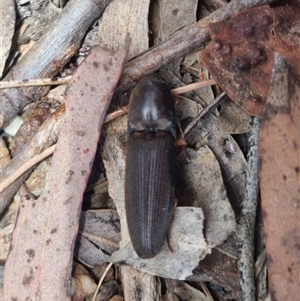 Monocrepidus (genus) at Bungendore, NSW - suppressed