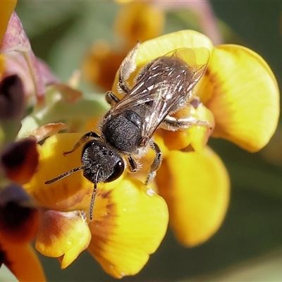 Lasioglossum (Chilalictus) sp. (genus & subgenus) at Wodonga, VIC - 27 Oct 2024 by KylieWaldon