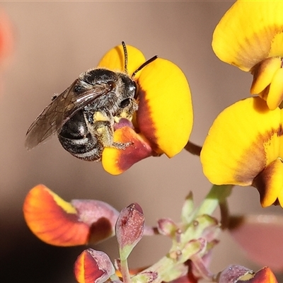 Unidentified Bee (Hymenoptera, Apiformes) at Wodonga, VIC - 27 Oct 2024 by KylieWaldon