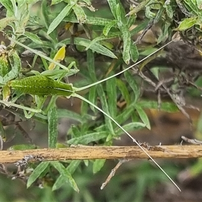 Caedicia simplex (Common Garden Katydid) at Bungendore, NSW - 1 Nov 2024 by clarehoneydove