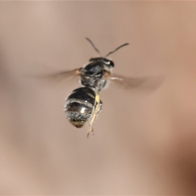 Unidentified Bee (Hymenoptera, Apiformes) at Wodonga, VIC - 27 Oct 2024 by KylieWaldon