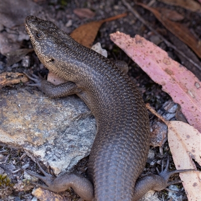 Egernia saxatilis (Black Rock Skink) at Wog Wog, NSW - 27 Oct 2024 by Sarah2019