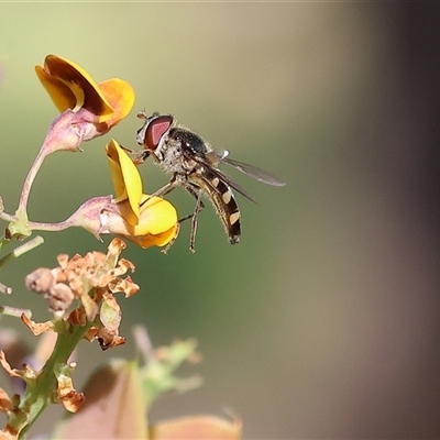 Melangyna viridiceps (Hover fly) at Wodonga, VIC - 26 Oct 2024 by KylieWaldon