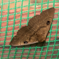 Dasypodia selenophora (Southern old lady moth) at Higgins, ACT - 31 Oct 2024 by AlisonMilton