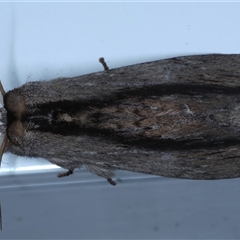 Destolmia lineata (Streaked Notodontid Moth) at Rosedale, NSW - 28 Oct 2024 by jb2602