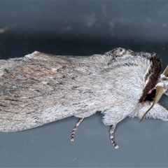 Destolmia lineata (Streaked Notodontid Moth) at Rosedale, NSW - 28 Oct 2024 by jb2602