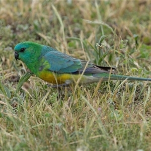 Psephotus haematonotus at Nicholls, ACT - 1 Nov 2024 12:35 PM