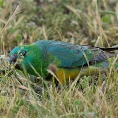 Psephotus haematonotus at Nicholls, ACT - 1 Nov 2024 12:35 PM