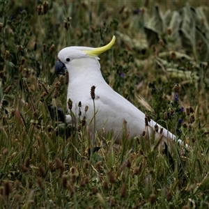 Cacatua galerita at Nicholls, ACT - 1 Nov 2024