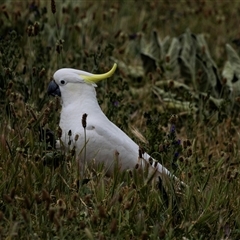 Cacatua galerita at Nicholls, ACT - 1 Nov 2024