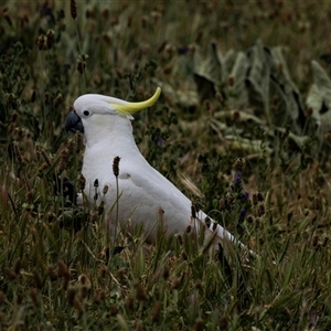 Cacatua galerita at Nicholls, ACT - 1 Nov 2024