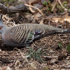 Ocyphaps lophotes (Crested Pigeon) at Nicholls, ACT - 1 Nov 2024 by AlisonMilton