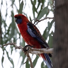 Platycercus elegans (Crimson Rosella) at Nicholls, ACT - 1 Nov 2024 by AlisonMilton