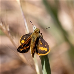 Ocybadistes walkeri (Green Grass-dart) at Watson, ACT - 26 Oct 2024 by Sarah2019