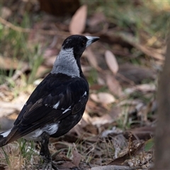 Gymnorhina tibicen (Australian Magpie) at Nicholls, ACT - 31 Oct 2024 by AlisonMilton