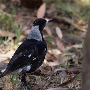 Gymnorhina tibicen at Nicholls, ACT - 1 Nov 2024 10:43 AM