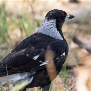 Gymnorhina tibicen at Nicholls, ACT - 1 Nov 2024