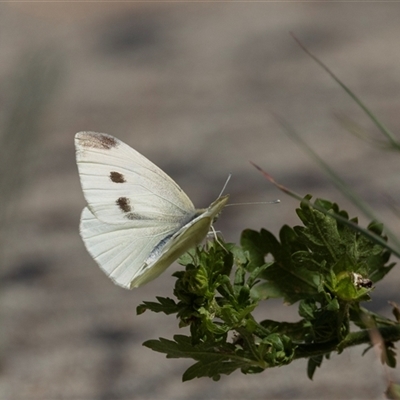 Pieris rapae (Cabbage White) at Nicholls, ACT - 1 Nov 2024 by AlisonMilton