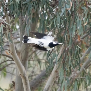 Grallina cyanoleuca at Nicholls, ACT - 1 Nov 2024 11:03 AM