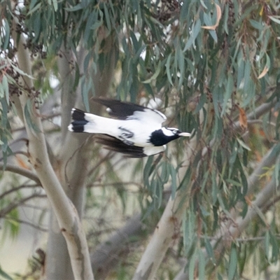 Grallina cyanoleuca (Magpie-lark) at Nicholls, ACT - 1 Nov 2024 by AlisonMilton