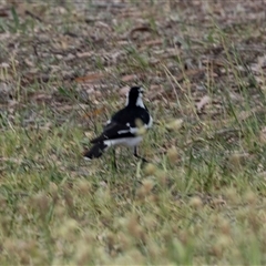 Grallina cyanoleuca at Nicholls, ACT - 1 Nov 2024