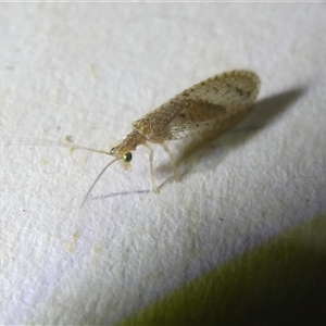 Micromus tasmaniae at Belconnen, ACT - 1 Nov 2024 07:45 PM