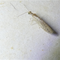 Micromus tasmaniae at Belconnen, ACT - 1 Nov 2024 07:45 PM