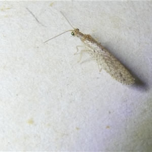 Micromus tasmaniae at Belconnen, ACT - 1 Nov 2024 07:45 PM