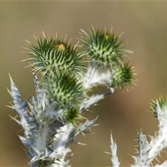 Onopordum acanthium (Scotch Thistle) at Nicholls, ACT - 31 Oct 2024 by AlisonMilton