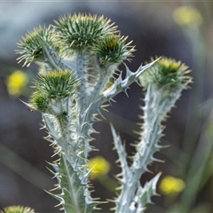 Onopordum acanthium at Nicholls, ACT - 1 Nov 2024