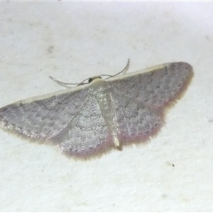 Idaea inversata at Belconnen, ACT - 1 Nov 2024 08:10 PM