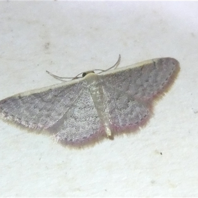 Idaea inversata (Purple Wave) at Belconnen, ACT - 1 Nov 2024 by JohnGiacon