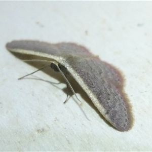 Idaea inversata at Belconnen, ACT - 1 Nov 2024 08:10 PM