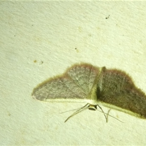 Idaea inversata at Belconnen, ACT - 1 Nov 2024 08:10 PM