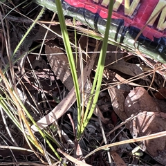 Carex inversa at Higgins, ACT - 1 Nov 2024 05:48 PM