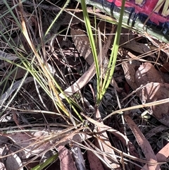 Carex inversa at Higgins, ACT - 1 Nov 2024 05:48 PM