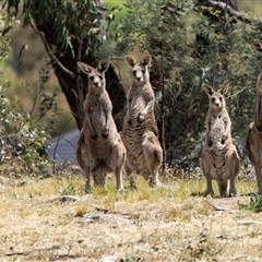 Macropus giganteus (Eastern Grey Kangaroo) at Nicholls, ACT - 1 Nov 2024 by AlisonMilton