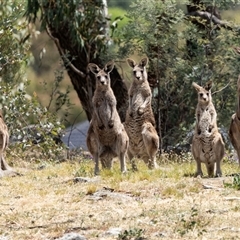 Macropus giganteus at Nicholls, ACT - 1 Nov 2024