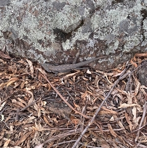 Pogona barbata at Garran, ACT - suppressed