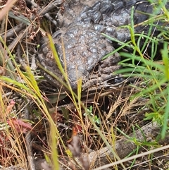 Tiliqua rugosa at Hackett, ACT - 31 Oct 2024