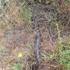 Tiliqua rugosa at Hackett, ACT - 31 Oct 2024