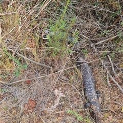 Tiliqua rugosa at Hackett, ACT - 31 Oct 2024