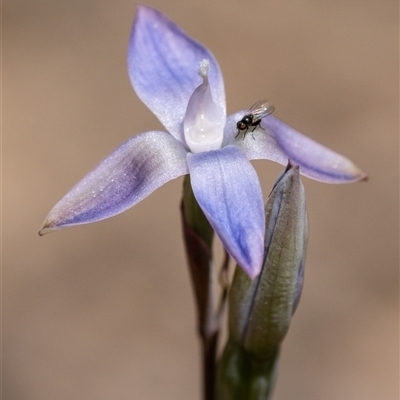 Thelymitra sp. by Aussiegall