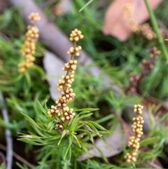 Lomandra obliqua (Twisted Matrush) at Penrose, NSW - 31 Oct 2024 by Aussiegall