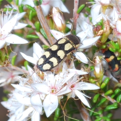 Castiarina decemmaculata (Ten-spot Jewel Beetle) at Tharwa, ACT - 1 Nov 2024 by Harrisi