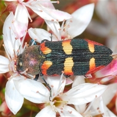 Castiarina sexplagiata (Jewel beetle) at Tharwa, ACT - 1 Nov 2024 by Harrisi