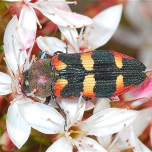 Castiarina sexplagiata at Tharwa, ACT - 1 Nov 2024 11:54 AM