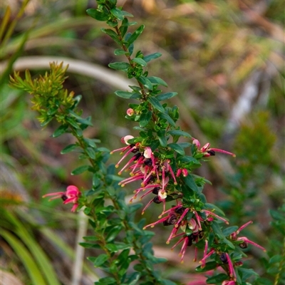 Grevillea sp. at Bundanoon, NSW - 30 Oct 2024 by Aussiegall