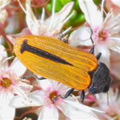 Castiarina erythroptera (Lycid Mimic Jewel Beetle) at Tharwa, ACT - 1 Nov 2024 by Harrisi