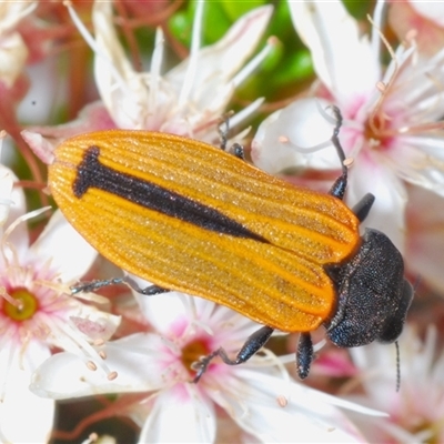 Castiarina erythroptera (Lycid Mimic Jewel Beetle) at Tharwa, ACT - 1 Nov 2024 by Harrisi